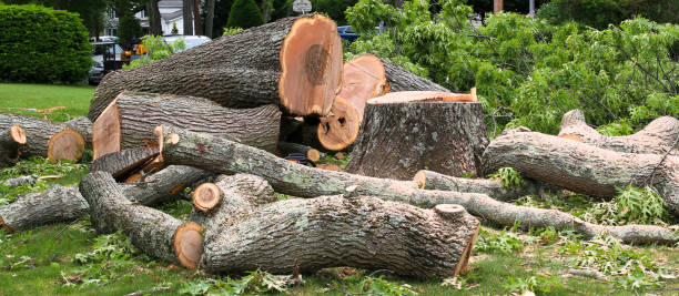 Best Stump Grinding and Removal  in Port Barrington, IL