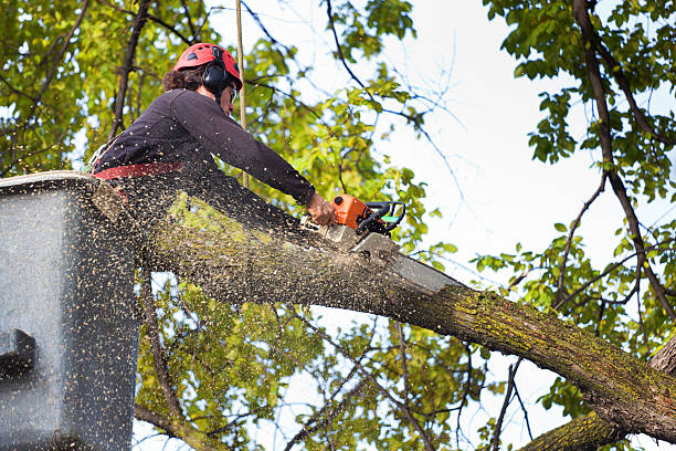 Reliable Port Barrington, IL Tree Services Solutions