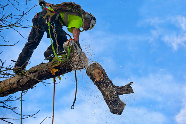 How Our Tree Care Process Works  in  Port Barrington, IL